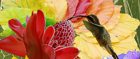 Im Farbenrausch: Das Plakat zur Ausstellung des Botanischen Gartens. (Bild: Botanischer Garten)