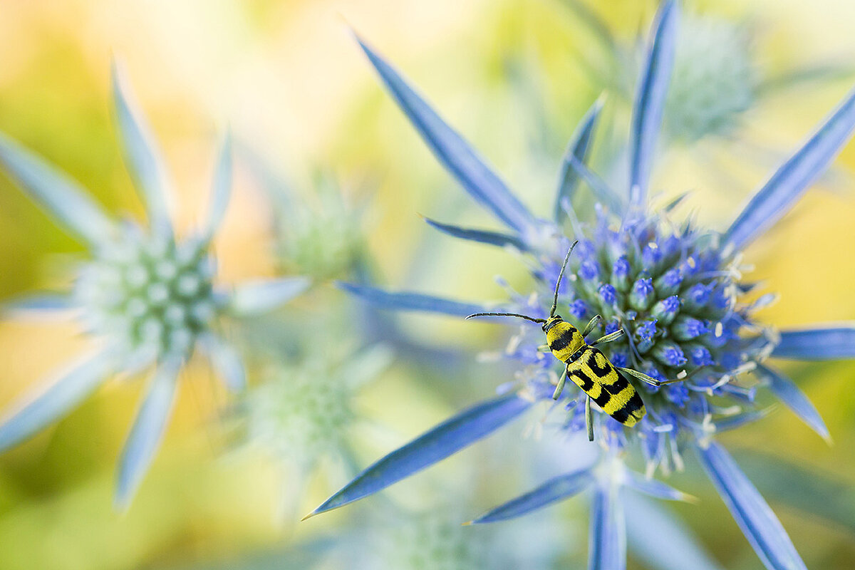 Low Insect Important Additional Driver of Insect Decline Identified