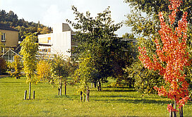 Tertiärwald in den 1980er Jahren