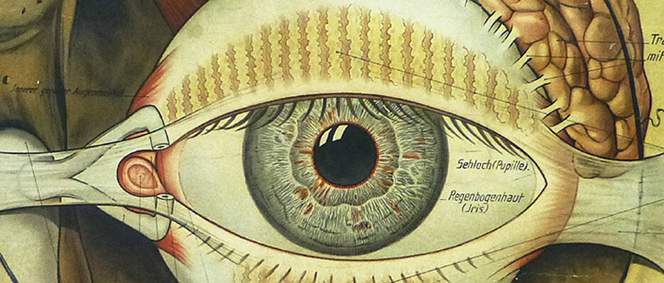 Schutzvorrichtungen am Auge sind auf diesem Schulwandbild aus dem Jahr 1916 gezeigt (Ausschnitt). Das Sehen steht auch im Mittelpunkt des neuen Würzburger Forschungskonsortiums „Insight“. (Bild: Verlag Rudolf Schick & Co., Leipzig)