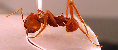 A typical behaviour: When the leafcutter ant Atta sexdens cuts pieces of leaves, it holds onto the leaf edge with its hind legs to determine the size of the cut.