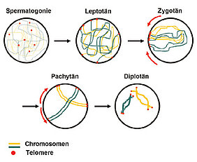Wandernde Chromosomen