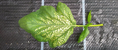 A wild mustard leaf damaged by ozone showing necrotic spots. A healthy leaf would be entirely green. 