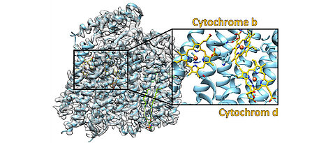 Struktur der Cytochrom-bd-Oxidase. Die experimentellen Daten sind in grau dargestellt und das daraus abgeleitete molekulare Modell farbig. Die Ausschnittvergrößerung zeigt den Bereich, in dem die drei Cytochrome gebunden sind.