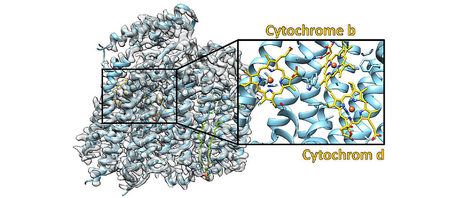 Struktur der Cytochrom-bd-Oxidase. Die experimentellen Daten sind in grau dargestellt und das daraus abgeleitete molekulare Modell farbig. Die Ausschnittvergrößerung zeigt den Bereich, in dem die drei Cytochrome gebunden sind.