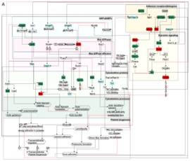 Image of MK signalling network