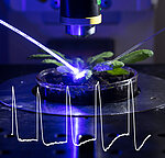 Messung des Membranpotentials an einer Pflanze, in deren Zellen ein optogenetisches Werkzeug eingebracht wurde. Die wiederholte Stimulation durch Blaulichtimpulse löst rhythmische elektrische Signalmuster in den Pflanzenzellen aus. (Foto: Dirk Becker / Universität Würzburg)
