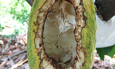 Eichhörnchen fressen Kakaosamen bevorzugt, wenn die Früchte fast reif sind. Hier zu sehen ist eine Kakaofrucht, deren Schale von einem Eichhörnchen angeknabbert wurde. Die Samen wurden von dem Tier vollständig entfernt. 