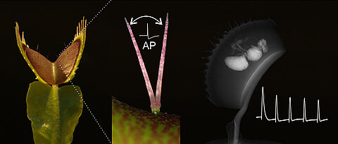 When catching and digesting its prey, the Venus flytrap repeatedly counts the number of electrical signals (AP, action potentials). These processes are being investigated at the University of Würzburg.