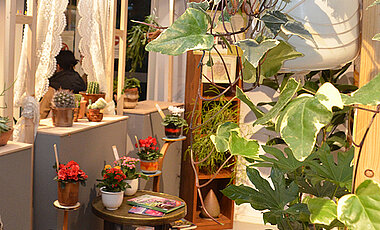 Ob von der Decke hängend oder auf dem Fensterbrett. Zimmerpflanzen erfreuen sich großer Beliebtheit. 
