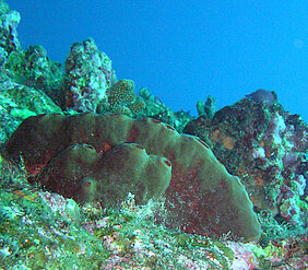 Der Meeresschwamm Theonella swinhoei, der bei Japan vorkommt, erinnert an einen glatten Stein mit Öffnungen an der Oberseite. (Foto: Junichi Tanaka, University of the Ryukyus, Japan) Abbildung abgeändert aus: Hentschel et al (2012), Nature Reviews Microbiology) Der Meeresschwamm Theonella swinhoei, der bei Japan vorkommt, erinnert an einen glatten Stein mit Öffnungen an der Oberseite. (Foto: Junichi Tanaka, University of the Ryukyus, Japan) Abbildung abgeändert aus: Hentschel et al (2012), Nature Reviews Micro