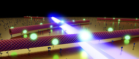 Artistic representation of several microtubules, gliding through the optical near field of a nanostructured gold surface.