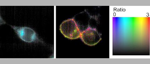 Die Abbildung zeigt, wie nah sich BTN3-Moleküle in der Zelle kommen, indem sie BTN3A1-Moleküle mit modifizierten BTN3A1-Molkülen vergleicht. Die Farbe Blau/Türkis steht für keine oder wenig Interaktion und damit eine größere Entfernung. Grün und Rot zeigen eine stärkere Interaktion, also eine größere Nähe.