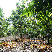 Cacao farm in Peru. The peel of the yellow fruits lie on the ground after harvesting.