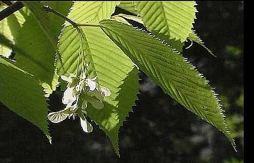 Acer carpinifolium Sieb. & Zucc.