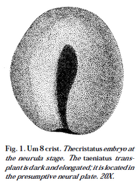 Abbildung Embryo
