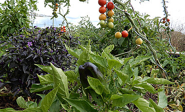 Tomaten, Auberginen, Chilis und mehr: Gemüseanbau im Würzburger CampusGarten. 
