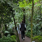 Die Schüler:innen suchen im Bergnebelwald nach dem Teestrauch.
