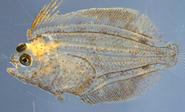 .. und zu Beginn der Metamorphose, in der ein Auge auf die andere Körperhälfte wandert. (Foto: Songlin Chen)