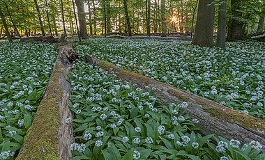 Wild wild garlic (Allium urisnum) blooming in the forest at springtime. Diverse vegetation is essential for the survival of honeybees.