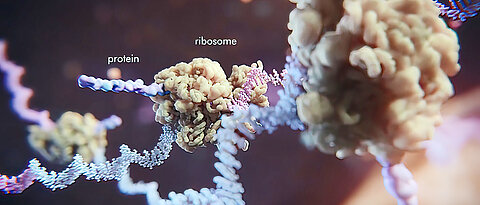 Ribosomes are the “protein factories” of the cell; this is where translation of the nucleotide sequence of the mRNA into the amino acid sequence of a protein takes place.
