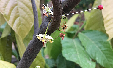 Eine mit Klebstoff versehene Kakaoblüte, um blütenbesuchende Insekten zu fangen.