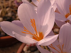 Crocus pulchellus