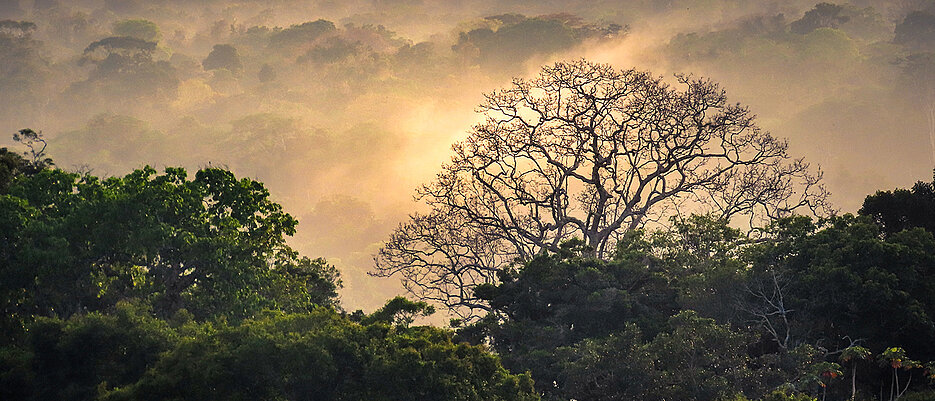 A tropical rain forest in the Amazonian lowlands.