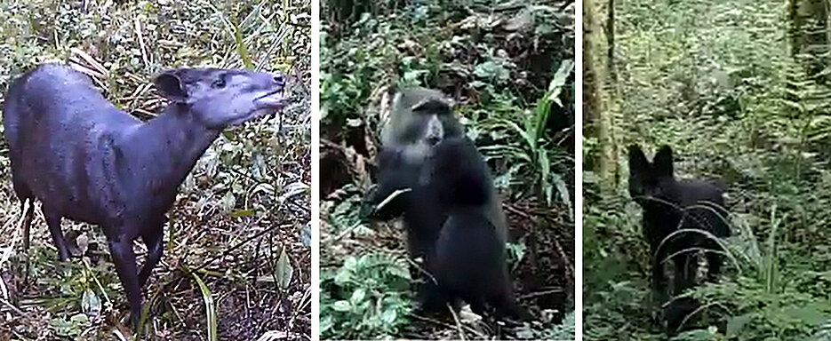 Three examples of the animal species filmed at Kilimanjaro (from left): an Abbott’s duiker, a blue monkey and a black serval.