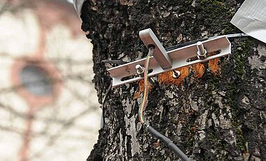 Ein Dendrometer misst, wie stark der Baumstamm – je nach Wasserversorgung – anschwillt oder schlanker wird. (Foto: Robert Emmerich)