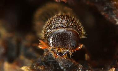 Nahaufnahme des eines Ambrosiakäfers (Foto: Gernot Kunze).