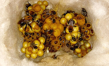 Ein kleines Nest der Ackerhummel im Nistkasten. Die  Königin ist links zu sehen.