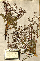 Hier sieht man eine getrocknete Pflanze mit dem wissenschaftlichen Namen Trinia vulgaris. 
