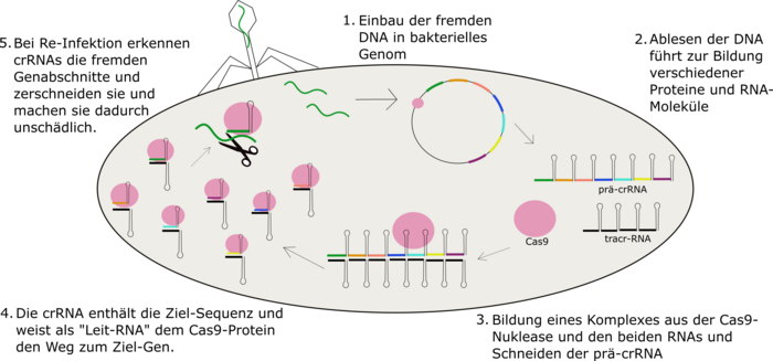 1. Einbau der fremden DNA in bakterielles Genom 2. Ablesen der DNA führt zur Bildung verschiedener Proteine und RNA-Moleküle 3. Bildung eines Komplexes aus der Cas9-Nuklease und den beiden RNAs und Schneiden der prä-crRNA 4. Die crRNA enthält die Ziel-Sequenz und weist als "Leit-RNA" dem Cas9-Protein den Weg zum Ziel-Gen. 5. Bei Re-Infektion erkennen crRNAs die fremden Genabschnitte und zerschneiden sie und machen sie dadurch unschädlich.