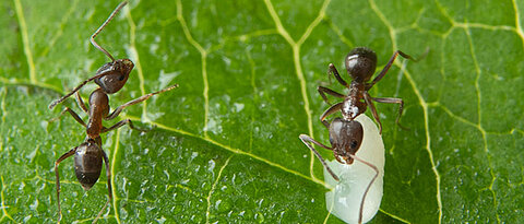 Argentinische Ameisenarbeiterinnen mit Brut. Ameisen reagieren sofort auf eine Kontamination mit Krankheitserregern und nicht erst auf die sich später entwickelnden Symptome einer Krankheit. Die Nestgenossinnen säubern Koloniemitglieder effizient von infektiösen Partikeln.