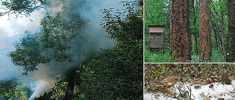 With the fogging method, insects and other invertebrates can be collected almost completely from tree crowns. All arthropods that are affected by the insecticide drop into the collecting sheets and are collected for identification. Top right: As a result of drought and ash dieback, most F. excelsior trees had died in 2020. Following a mass development of the ash bark beetle Hylesinus fraxini (Curculionidae, Scolytinae), woodpeckers subsequently destroyed the bark of dead F. excelsior trees. This gives the dead trunks their distinctive structure.