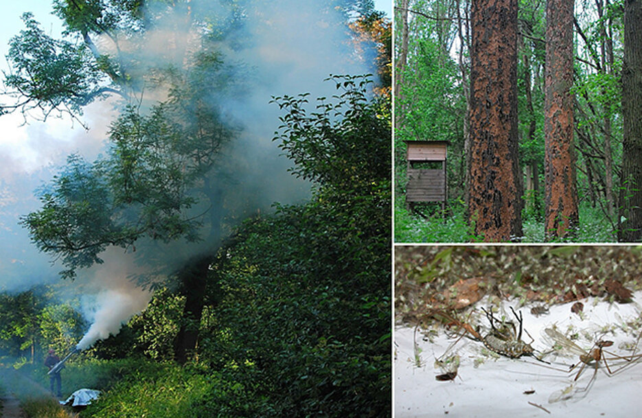 With the fogging method, insects and other invertebrates can be collected almost completely from tree crowns. All arthropods that are affected by the insecticide drop into the collecting sheets and are collected for identification. Top right: As a result of drought and ash dieback, most F. excelsior trees had died in 2020. Following a mass development of the ash bark beetle Hylesinus fraxini (Curculionidae, Scolytinae), woodpeckers subsequently destroyed the bark of dead F. excelsior trees. This gives the dead trunks their distinctive structure.