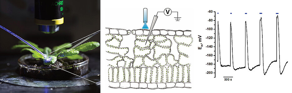 Optogenetics on plants: Laser light triggers electrical excitations in the leaves, the propagation and consequences of which can then be analysed electrophysiologically.