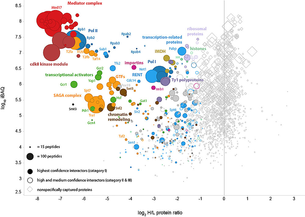Picture shows Interactome analysis of the Mediator complex