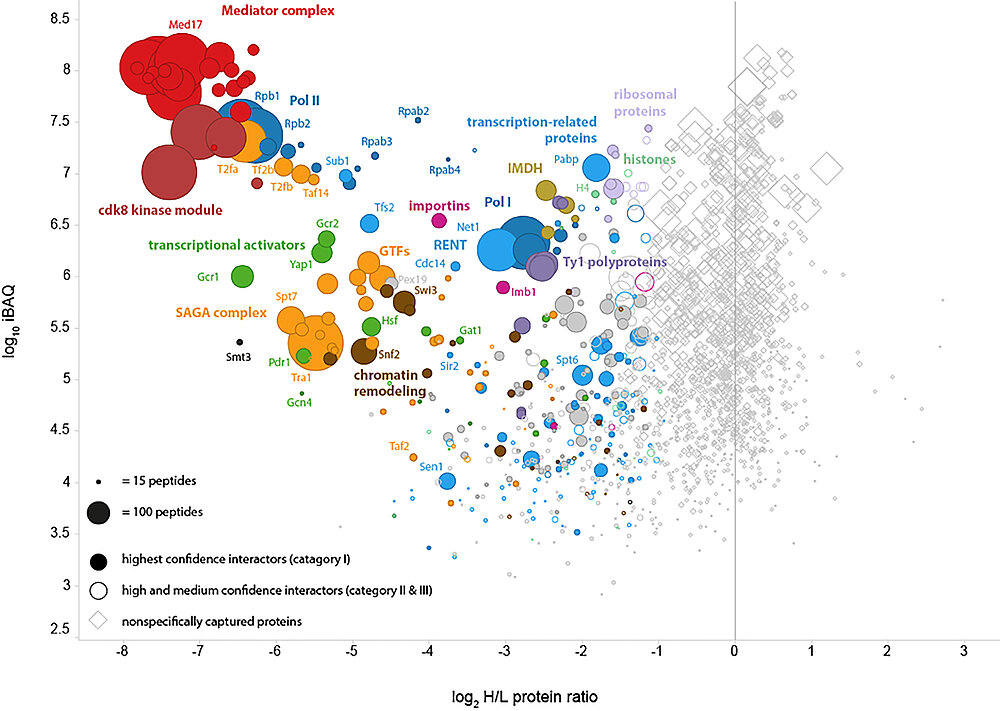 Bild zeigt eine Interaktom-Analyse des Mediator-Komplexes