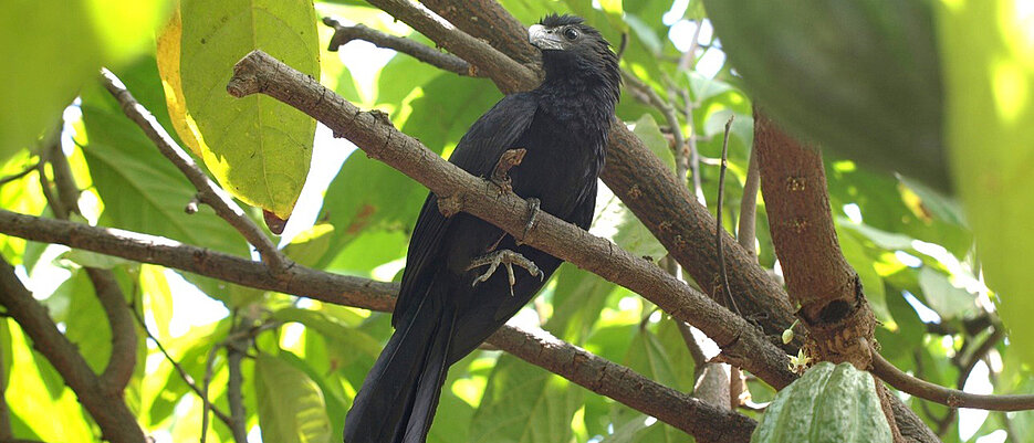 A bird found in cacao agroforests in Northern Peru, the groove billed ani.