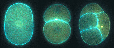 Mikroskopaufnahme eines sich teilenden Embryos des Fadenwurms C. elegans.