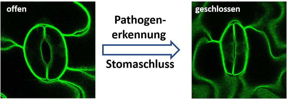 Pflanzen schützen sich vor Pilzen und anderen Krankheitserregern (Pathogenen), indem sie ihre Stomata verschließen.