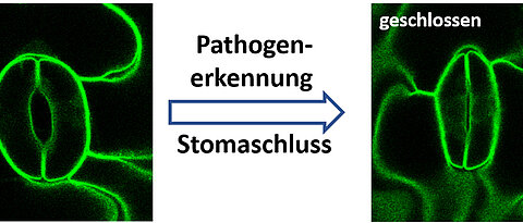 Pflanzen schützen sich vor Pilzen und anderen Krankheitserregern (Pathogenen), indem sie ihre Stomata verschließen.