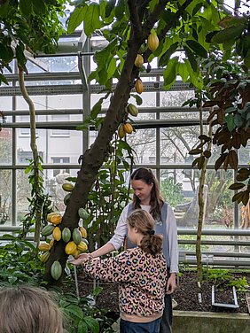 Eine Schülerin untersucht die Früchte des Kakaobaums. 