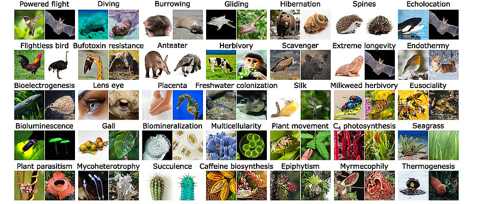 Examples of phenotypic innovations across the eukaryotic tree of life, to which newly developed approaches can be applied. 