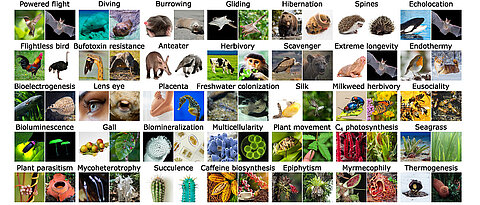 Examples of phenotypic innovations across the eukaryotic tree of life, to which newly developed approaches can be applied. 