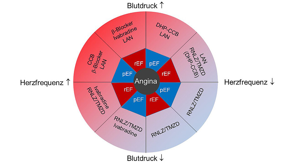 Der antianginale Kompass empfiehlt Medikamente für Patienten mit chronischem Koronarsyndrom mit und ohne Herzinsuffizienz.