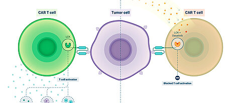 Das Krebsmedikament Dasatinib hemmt die Aktivierung von CAR-T-Zellen und kann eingesetzt werden, um schwerwiegende Nebenwirkungen der CAR-T-Zelltherapie zu bekämpfen.