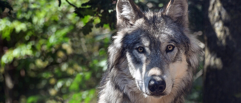 Wie reagiert eine Gesellschaft auf die Rückkehr des Wolfes? Damit beschäftigt sich ein neuer Sammelband aus der Europäischen Ethnologie.